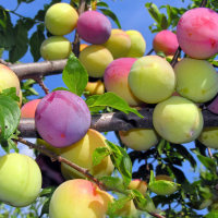 恐龙蛋 6年大苗 81cm(含)-110cm(含) 李子苗早熟特大恐龙蛋嫁接晚熟李子树苗蜂糖李青脆李南方北方种植