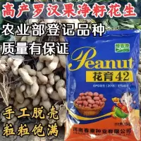 500克原装[花育42]纯手工脱壳 罗汉果花育42花生种子 手工脱壳精选高产抗病薄皮高油花生种籽孑
