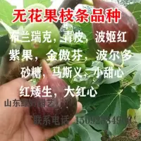 无花果枝条10根 常规 嫁接砧木果树苗无花果李子苹果山楂柿子樱桃树石榴苗嫁接扦插枝条