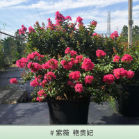 紫薇 艳贵妃 2加仑 带盆栽好 种花王大爷 紫薇盆栽经典花卉绿植阳台庭院花园观花灌木植物