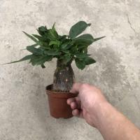 迷你发财树[原种植盆1棵] 不含盆 发财树盆栽招财室内客厅大型盆景绿植四季常青办公室桌摆花卉植物