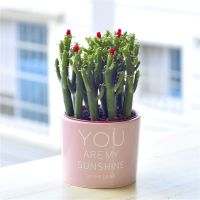 聚财山多肉植物仙人掌盆栽客厅绿植花卉室内办公室桌面好养吸甲醛