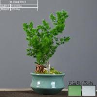 楠景韵蓬莱松+假山+斑鸠 带盆栽好 蓬莱松盆栽室内客厅盆景办公室桌面除甲醛植物四季常青花卉绿植