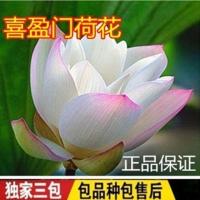 喜盈门 1棵装 没有赠品 不含盆 荷花种藕 水生大荷花藕苗四季盆栽观赏莲花植物花卉池塘鱼缸专用