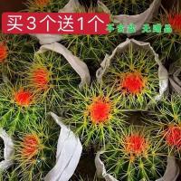 仙人球一颗[送肥料] 不含盆 仙人球盆栽多肉植物室内仿辐射仙人掌陶瓷盆办公桌好养组合小绿植