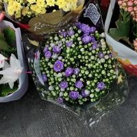 重瓣丹麦风铃梦露花盆栽带花苞蓝紫色花四季开花室内阳台观赏花卉