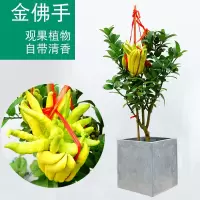 3年苗 50cm(含)-60cm(不含) 佛手苗带果室内外盆地栽果树苗金华佛手树苗南方北方种植当年结果