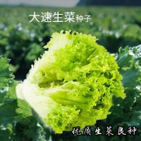 K53-大速生菜 裸根不带土 大速生菜种子四季球生菜奶油生菜种籽生菜种孑阳台春季秋冬季盆栽