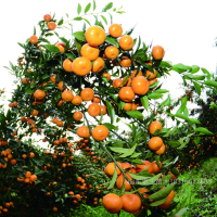 3年蜜桔 40cm(含)-50cm(不含) 山东老王苗木嫁接蜜桔子树苗金桔柠檬佛手盆栽带果结果南北方果树