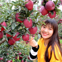 4年苗[品种留言] 50cm(含)-60cm(不含) 海棠树苗海棠花苗当年结果长寿果小苹果盆景树桩景观观赏观果树苗