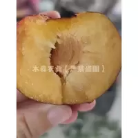 嫁接一年苗(2颗起拍)(脱毒苗) 111cm(含)-140cm(含) 果树苗晚熟李子树苗嫁接黑宝石李子苗南方北方种植地栽