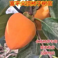 陕西富平柿子树苗吊柿饼专用大尖顶柿子树嫁接庭院果树苗当年结果