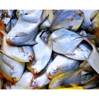 鲳鱼花生180克1瓶 鲳鱼饵料鲳王花生主攻淡水白鲳黑坑叉尾鲶鱼野钓昌鱼垂钓带酸臭味