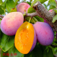 三年苗[品种留言] 81cm(含)-110cm(含) 西梅树树苗嫁接蜂糖李子南方北方种植庭院阳台盆栽地栽特大果树苗