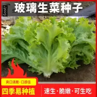 H47-玻璃生菜种子:原装1包 裸根不带土 四季生菜种子大全玻璃奶油耐抽苔生菜籽紫叶结球大速生菜蔬菜种子