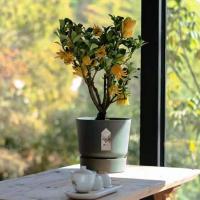 千指小果[2年苗] 营养盆 含盆 金华佛手柑盆栽锦林千指佛手小果品种佛手瓜树苗带果室内阳台盆景