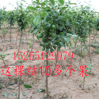 2年苗[2棵装] 81cm(含)-110cm(含) 蜂糖李子树苗嫁接特大晚熟青脆黑李西梅苗李子苗南北方种果树果苗