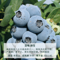 蓝莓珠宝1加仑 15cm以下 塔莎的花园 蓝莓苗果树盆栽室内种植食用四季种植蓝莓树苗盆栽