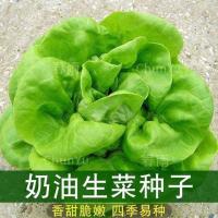 奶油生菜1000粒送肥料 生菜种子四季球生菜沙拉包菜种子大全蔬菜种子大速奶油生菜籽