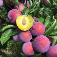 2年苗(2棵装 备注品种) 81cm(含)-110cm(含) 蜂糖李子树苗嫁接特大晚熟脱骨青脆李子果树苗南北方种三华李树