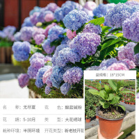 无尽夏 18cm口径盆 带盆栽好 海蒂的花园绣球花苗无尽夏塞布丽娜易多梦幻海妈易活植物花卉盆栽