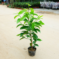 白兰花(两年) 高约1m 不含盆 黄角兰树苗四季开花庭院白玉兰花苗白兰花盆栽带花苞老桩花卉植物