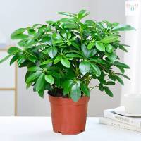 八方来财4株[原土盆] 含盆 金钱树盆栽植物室内玄关绿植摆件八方来财开业送礼客厅摆设花大型