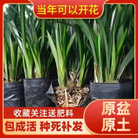 今日:绿叶墨兰6-8苗连体 原盆土发送肥药土 不含盆 翁源兰花苗金边墨兰企黑爪山川原盆浓香好养室内办公绿植花卉盆栽