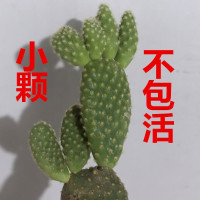 小聚财掌1颗 裸根不带土 聚财掌多肉植物盆栽客厅绿植仙人掌花卉室内办公室桌面好养吸甲醛