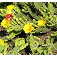 嫩片10片 不含盆 多肉植物盆栽仙人掌仙人掌苗 观赏仙人掌 仙人掌带花苞精选一株