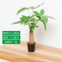 单颗发财树[不带盆]送肥料 裸根不带土 发财树室内盆栽办公桌面好养绿植小盆栽摆件真发财树苗吸甲醛植物