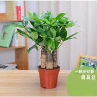 小三株+简易塑料盆 带盆栽好 发财树小盆栽招财树室内办公桌吸甲醛净化空气小绿植长沙同城配送