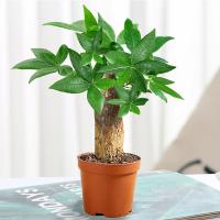 独杆发财树[原盆]送肥料 含盆 发财树盆栽花卉植物办公室内客厅绿植小盆景四季常青易活水培好养
