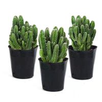 聚财山2棵送肥料 不含盆 含盆 聚财山多肉植物仙人掌盆栽客厅绿植花卉室内办公室桌面好养吸甲醛