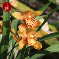 秋香5-6苗[秋开花] 原培育盆带土发 不含盆 兰花苗盆栽秋带花苞名贵大型兰花秋香四季建兰室内植物带花卉