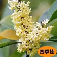 四季桂[树苗]直径2公分 含盆 桂花树苗四季桂大型花卉桂花树苗盆栽地栽庭院别墅浓香型花卉绿植