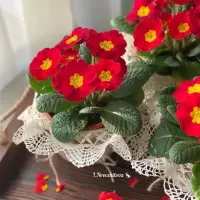 大红色1盆[原盆原土 带花发货] 裸根不带土 报春花盆栽观花报春花花苗冬季露天耐寒喜阳室外欧洲香气带花卉花