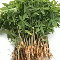 发财树小苗20cm高(5棵) 裸根不带土 。发财树苗不带盆发财树苗 发财树盆栽 辫子发财树 室内花卉绿植