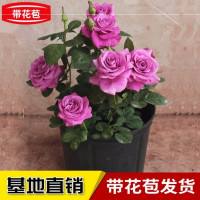 冥王星大苗(分枝多,花苞多-18J 带盆栽好 玫瑰花树苗带花苞玖瑰盆栽大朵种植院子种植苗花卉绿植四季种易活