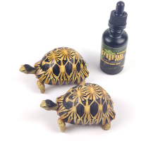 50ml K诺茵乌龟护甲油陆龟半水龟护壳液甲壳油滋润保湿防干裂爬宠蜕皮