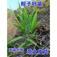 广西大包粽子叶苗箬叶野生树阔叶辽种庭院绿植南方种植家用香水除
