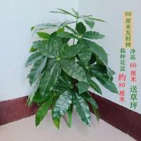 65厘米发财树不带盆[送草] 客厅大盆景塑料花仿真金钱树发财树绿植室内装饰假花大型落地盆景