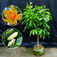 白兰花(四年) 不含盆 白兰花盆栽花卉植物室内玉兰树苗带花苞四季开花浓香型黄角兰好养