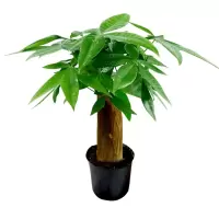 原盆发财树 含盆 绿植盆栽室内发财树盆栽植物花卉绿植陶瓷花盆办公室内盆栽净化空