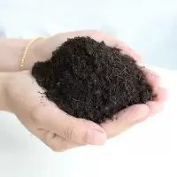 发财树专用土 裸根不带土 发财树盆栽室内外客厅桌面绿植小盆景小发财树苗招财树吸甲醛植物