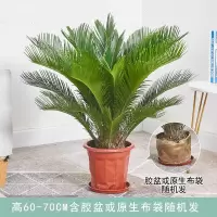 高60-70CM胶盆或原生布袋随机发 [买2棵享9折] 含盆 铁树盆栽大型苏铁绿植客厅卧室办公室墨西哥盆景花观叶室内外植