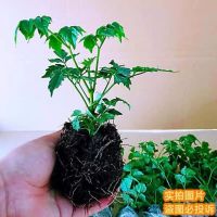 幸福树一棵 不含盆 幸福树盆栽客厅好养花卉绿植室内办公室大型绿宝四季庭院平安树