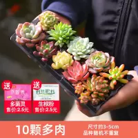10颗多肉品种不重复[特价] 不含盆 多肉植物套餐精品绿植花卉室内老桩稀有品种大颗好养多肉小盆栽