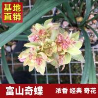 :富山奇蝶2苗,送土+肥+药 不含盆 兰花苗 富山奇蝶 建兰四季兰夏季带花苞浓香型室内绿植花卉盆栽