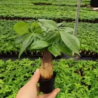 单颗发财树[不含盆] 裸根不带土 发财树桌面盆景甲醛客厅盆栽小室内大发财树苗招财树吸植物绿植